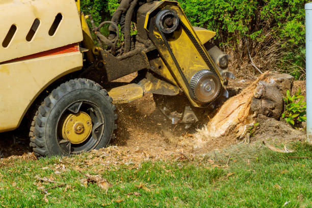 How Our Tree Care Process Works  in  Minonk, IL