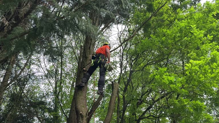 Reliable Minonk, IL Tree Services Solutions